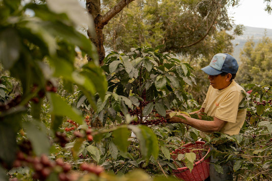 Crafting Coffee Flavor: Soil, Process, Roast